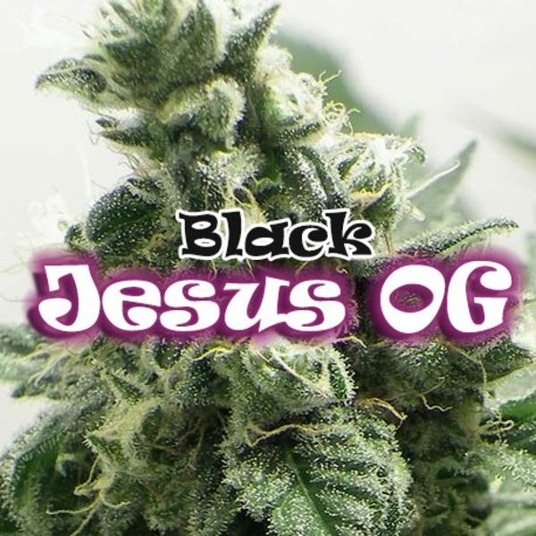 Black Jesus OG (Dr Underground) Feminisoidut