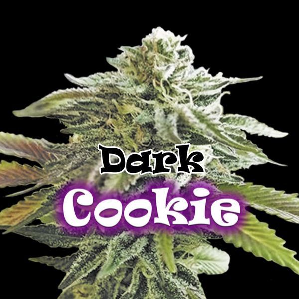 Dark Cookie (Dr. Underground) Feminisoidut
