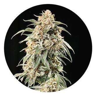Auto Tao Mix 2 (Top Tao Seeds) tavallinen