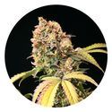 Auto Tao Mix 1 (Top Tao Seeds) tavallinen