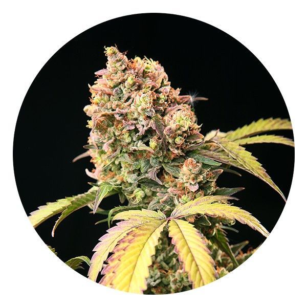 Auto Tao Mix 1 (Top Tao Seeds) tavallinen