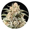 Semi Auto Mix (Top Tao Seeds) tavallinen