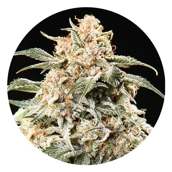 Semi Auto Mix (Top Tao Seeds) tavallinen