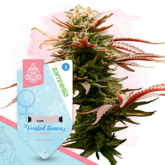 Feminisoidut Frosted Guava (Zamnesia Seeds)