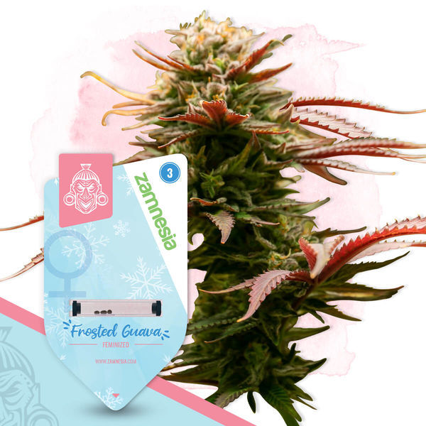 Feminisoidut Frosted Guava (Zamnesia Seeds)