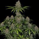 Feminisoidut Frosted Guava (Zamnesia Seeds)