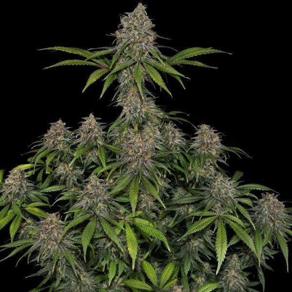 Feminisoidut Frosted Guava (Zamnesia Seeds)