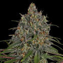 Feminisoidut Frosted Guava (Zamnesia Seeds)