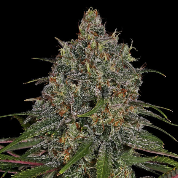 Feminisoidut Frosted Guava (Zamnesia Seeds)