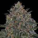 Feminisoidut Frosted Guava (Zamnesia Seeds)