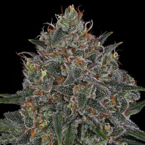 Feminisoidut Frosted Guava (Zamnesia Seeds)