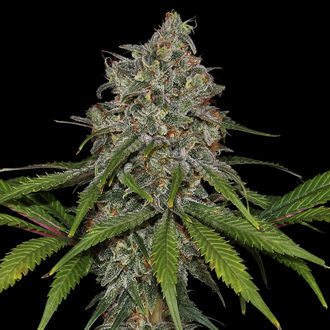 Feminisoidut Frosted Guava (Zamnesia Seeds)