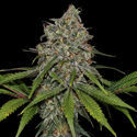 Feminisoidut Frosted Guava (Zamnesia Seeds)