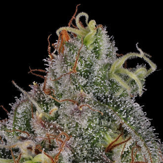 Feminisoidut Frosted Guava (Zamnesia Seeds)