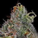 Feminisoidut Frosted Guava (Zamnesia Seeds)