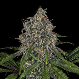 Feminisoidut Frosted Guava (Zamnesia Seeds)