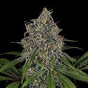 Feminisoidut Frosted Guava (Zamnesia Seeds)