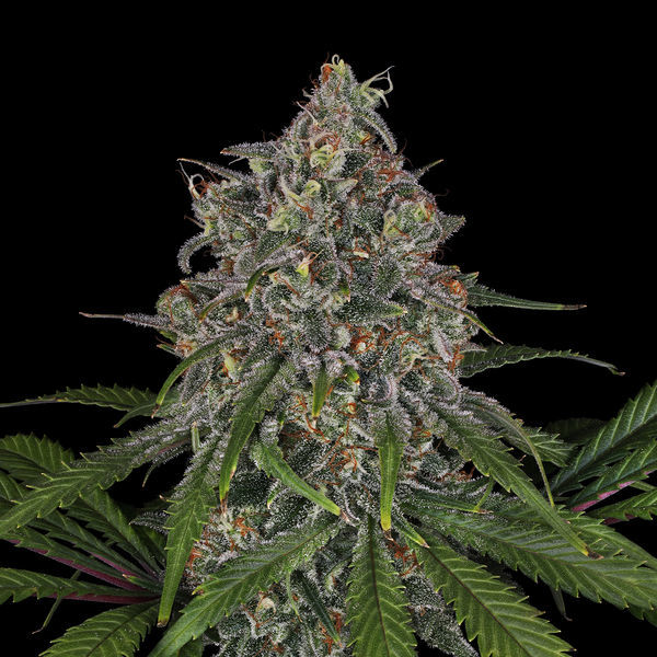 Feminisoidut Frosted Guava (Zamnesia Seeds)