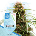 Frosted Guava Autoflower (Zamnesia Seeds) Feminisoidut