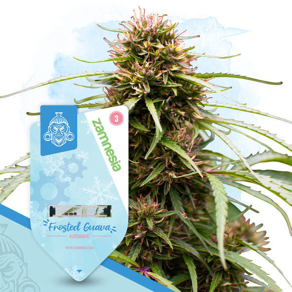 Frosted Guava Autoflower (Zamnesia Seeds) Feminisoidut