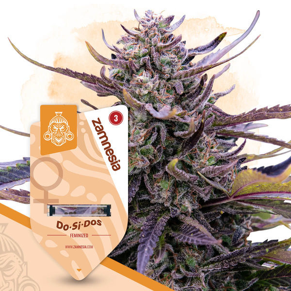 Do-Si-Dos (Zamnesia Seeds) Feminisoidut