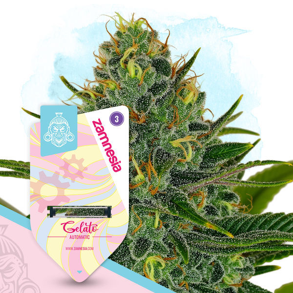 Gelato Autoflower (Zamnesia Seeds) Feminisoidut
