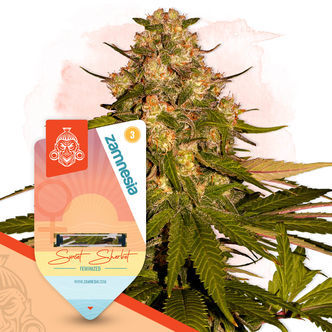 Sunset Sherbet (Zamnesia Seeds) feminisoidut kannabiksen siemenet
