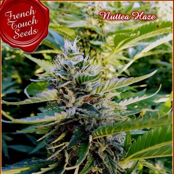 Nuttea Haze (French Touch Seeds) Feminisoidut