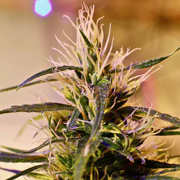 Beldia (French Touch Seeds) Tavallinen