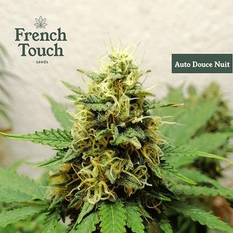 Auto Douce Nuit (French Touch Seeds) feminisoidut