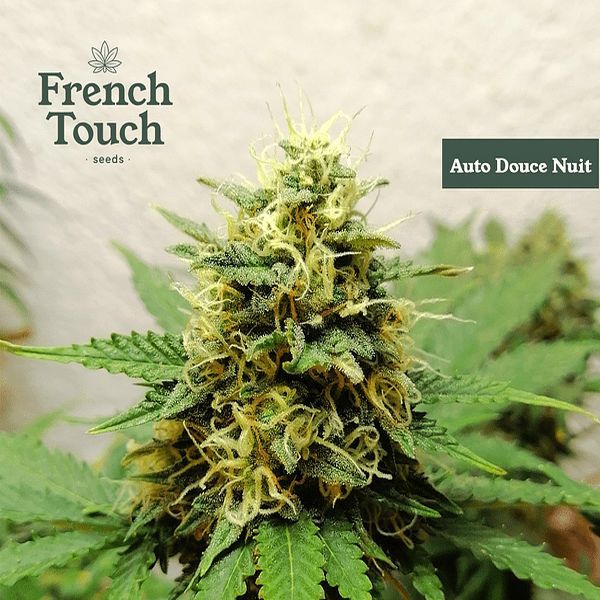 Auto Douce Nuit (French Touch Seeds) Feminisoidut
