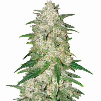 Gelato Auto (Nirvana) Feminisoidut