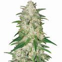 Gelato Auto (Nirvana) Feminisoidut