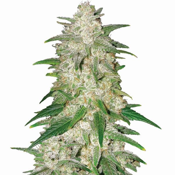 Gelato Auto (Nirvana) Feminisoidut