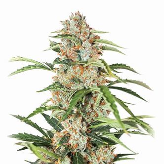 Orange Bud Auto (Nirvana) feminisoidut