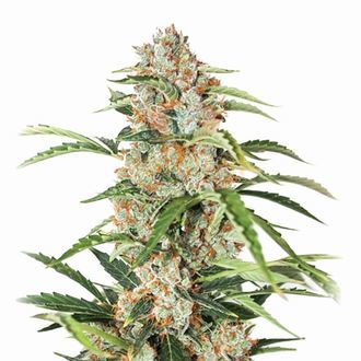 Orange Bud Auto (Nirvana) Feminisoidut