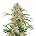 Orange Bud Auto (Nirvana) Feminisoidut