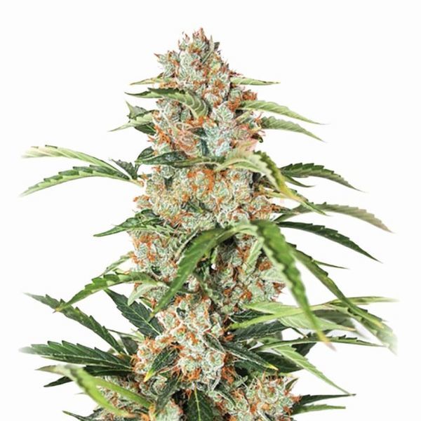 Orange Bud Auto (Nirvana) Feminisoidut