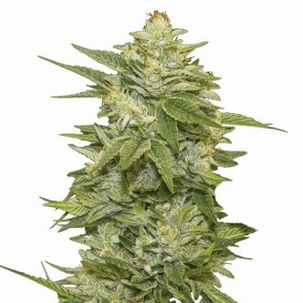 GG-48 (Nirvana Seeds) feminisoitu