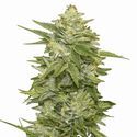 GG-48 (Nirvana) Feminisoidut