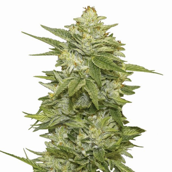 GG-48 (Nirvana) Feminisoidut