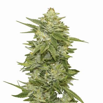 GG-48 Auto (Nirvana) feminisoidut