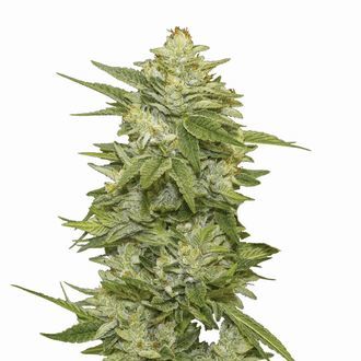 GG-48 Auto (Nirvana) Feminisoidut