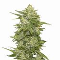 GG-48 Auto (Nirvana) Feminisoidut