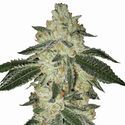 Aurora Indica Auto (Nirvana) Feminisoidut
