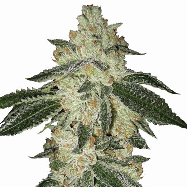 Aurora Indica Auto (Nirvana) Feminisoidut