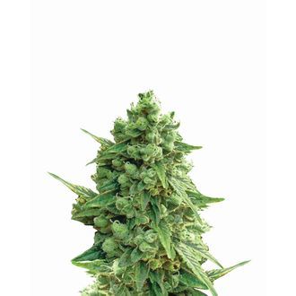 Hawaii Maui Waui Auto (Nirvana) Feminisoidut