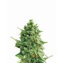 Hawaii Maui Waui Auto (Nirvana) Feminisoidut