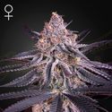 King's Juice (Greenhouse Seeds) Feminisoidut