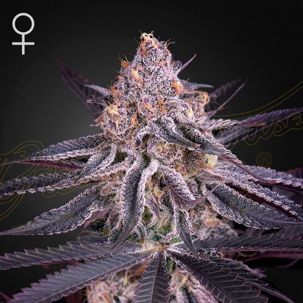 King's Juice (Greenhouse Seeds) Feminisoidut